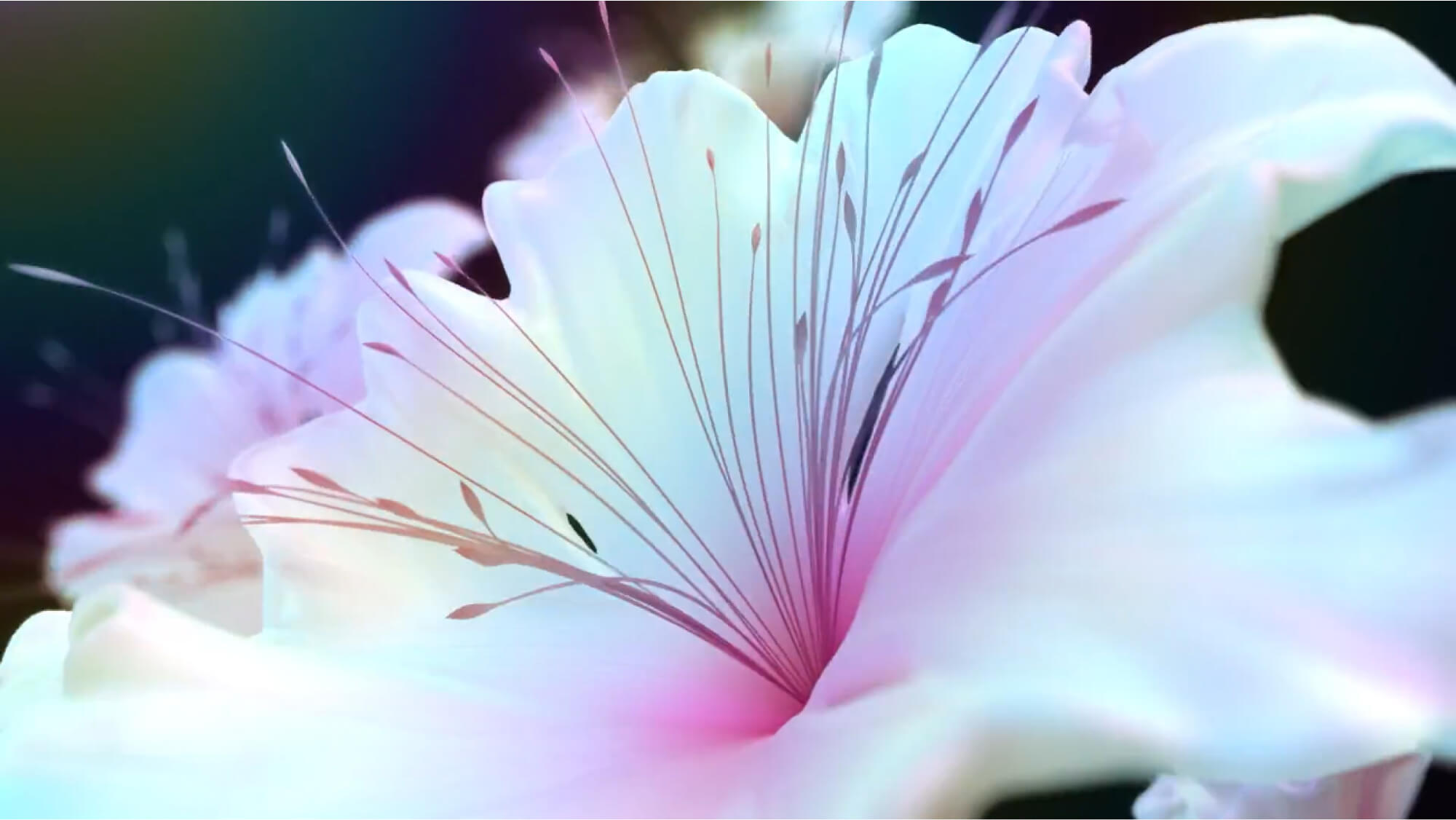 花が開いている様子